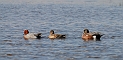 American wigeon male - D